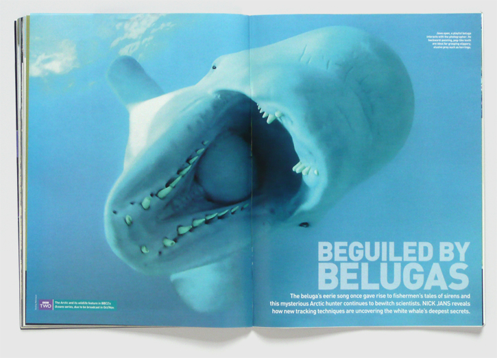 Design for BBC Wildlife magazine by Nick McKay, beluga opening spread